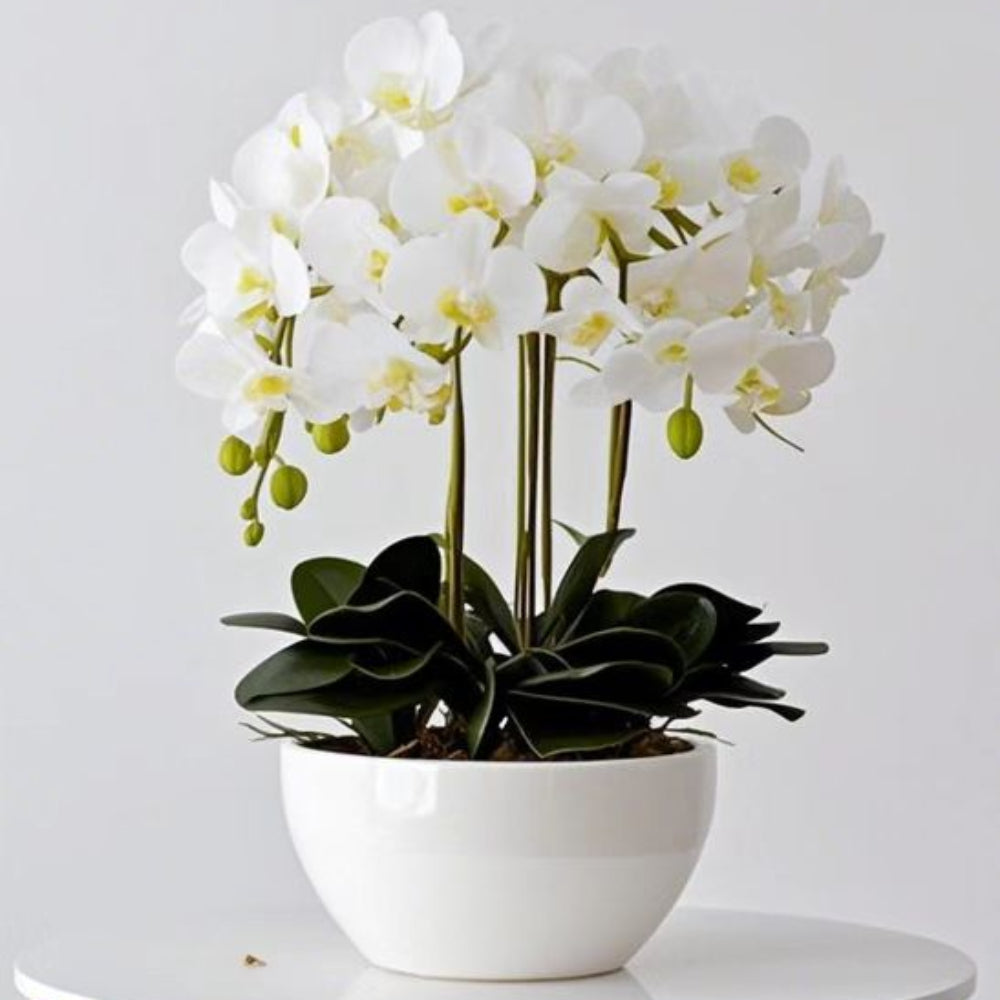 Small Classic White Orchid and White Pot Available at RBM Classic Home