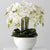 Small White Orchid and White Pot Available at RBM Classic Home